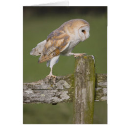 Cartão Barn Owl