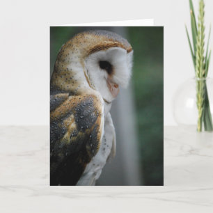 Cartão Barn Owl Card