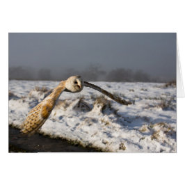 Cartão Barn Owl em neve