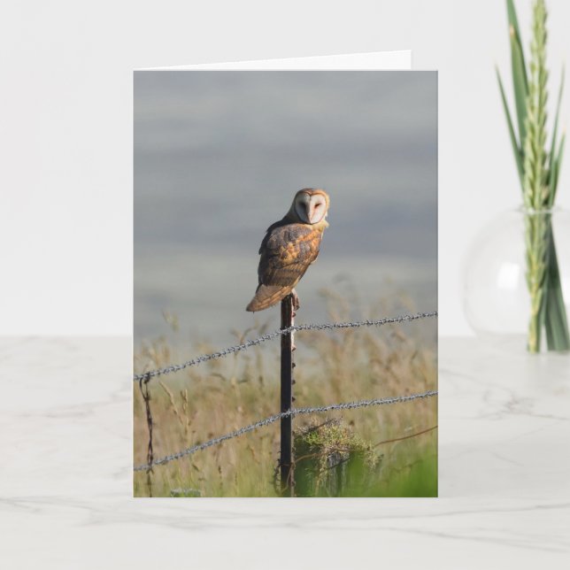 Cartão Barn Owl em um Posto (Frente)