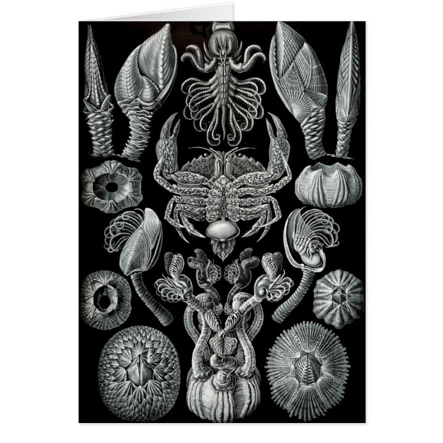 Cartão Barnacles (Frente)