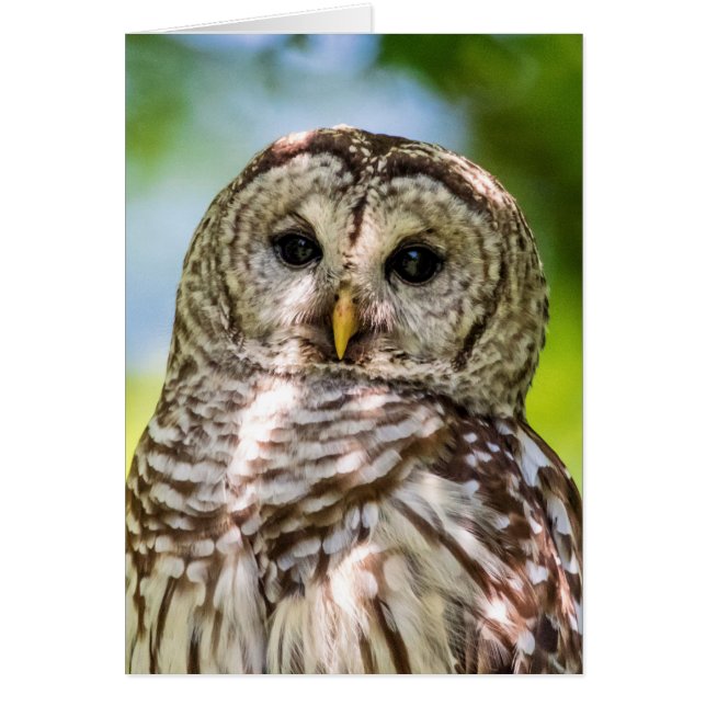 Cartão Barred Owl (Frente)
