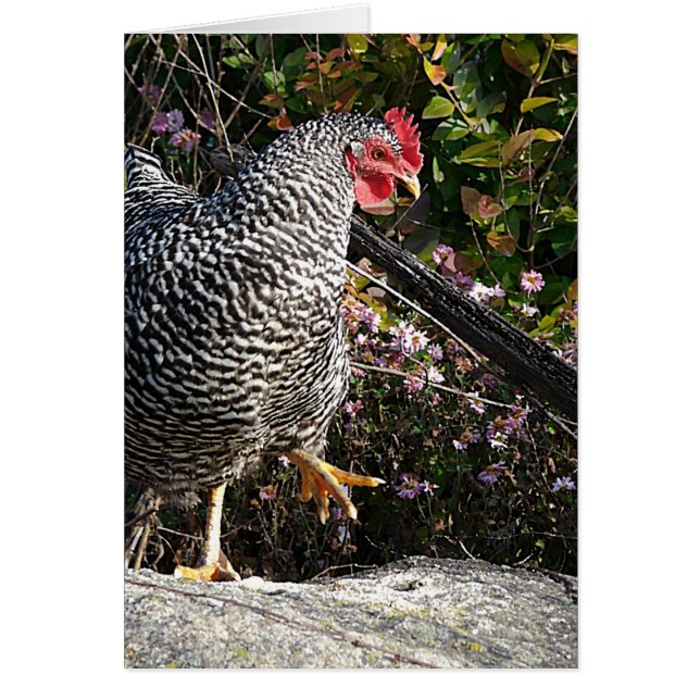 Cartão Barred Rock (Frente)