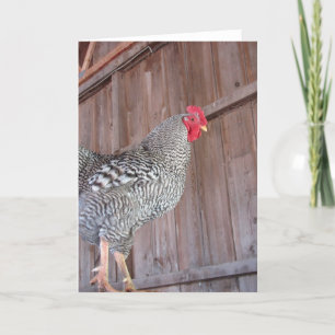 Cartão Barred Rock Rooster in an Old Barn