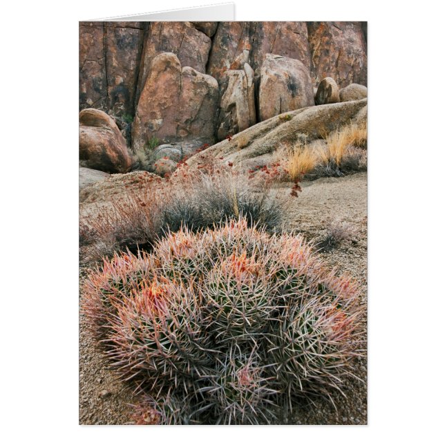 Cartão Barrel Cactus, Califórnia (Frente)