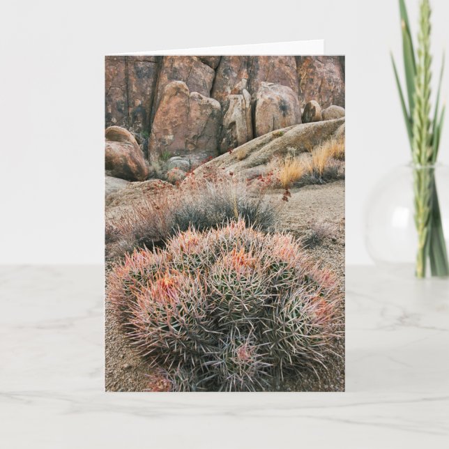 Cartão Barrel Cactus, Califórnia (Frente)