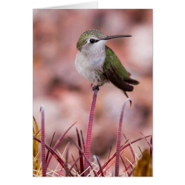 Cartão Barrel Cactus Roosting (Frente)