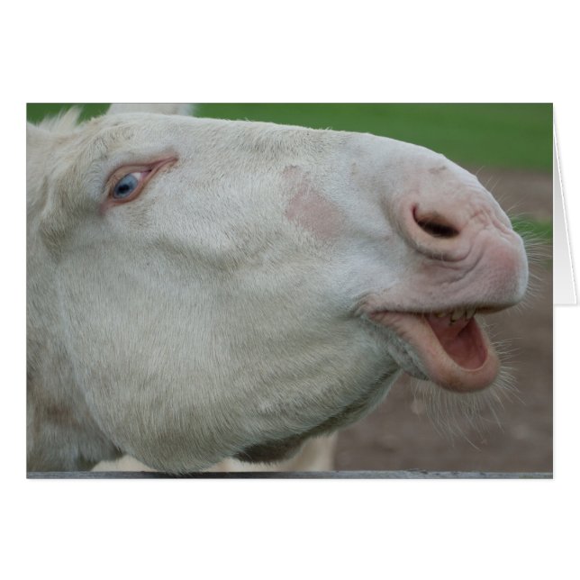 Cartão Barroco Branco Donkey (Frente Horizontal)