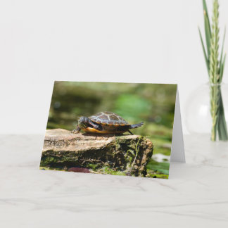 Cartão Bashful Turtle Birthday Card, 5x7