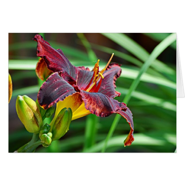 Cartão Basking Day Lily (Frente Horizontal)