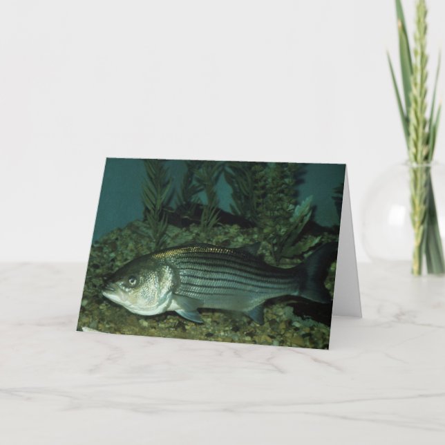 Cartão Bass listrado (Frente)