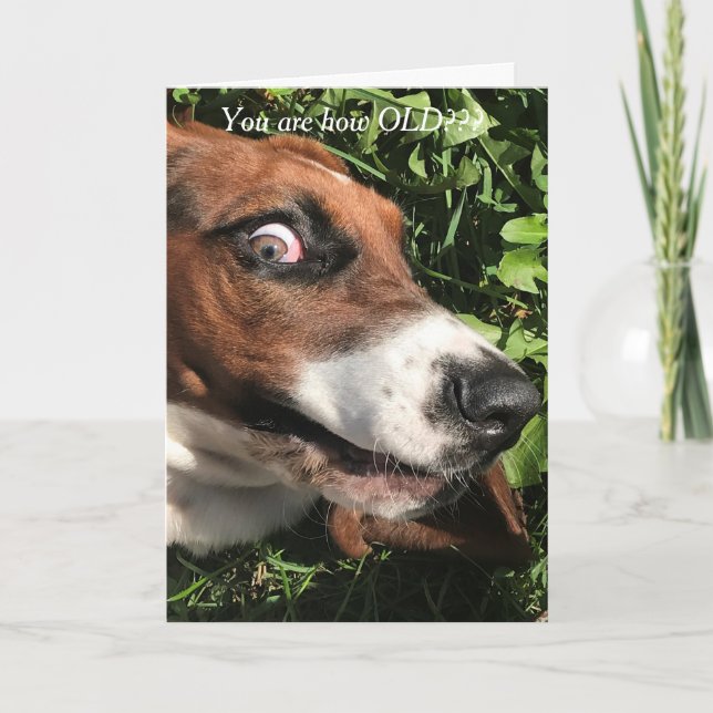 Cartão Bassett Hound Birthday Card Engraçado (Frente)