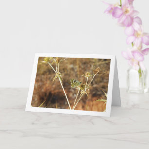 Cartão Bath White Butterfly, Pontia Daplidice