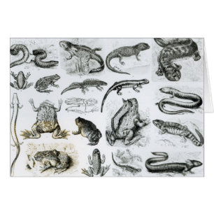 Cartão Batráquios e outros anfíbios