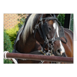 Cartão Bay Pinto Amish Buggy Horse