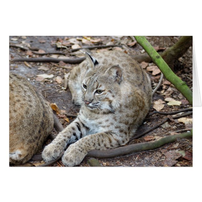 CARTÃO BCR017 (Frente Horizontal)