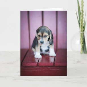 Cartão Beagle em Cadeira Vermelha