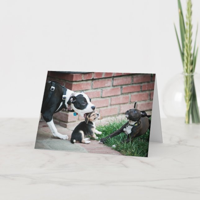 Cartão Beagle Puppies Taste Yummy (Frente)