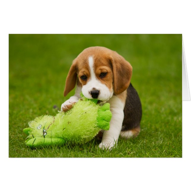Cartão Beagle Puppy com Fofinho Toy (Frente Horizontal)