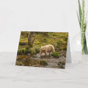 Cartão Bear Espírito Branco Caça peixes em Riordan Creek