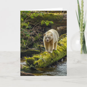 Cartão Bear Espírito Branco Colúmbia Britânica, Canadá