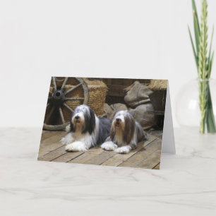 Cartão Bearded Collie