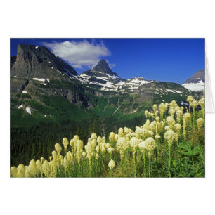 Cartão Beargrass no Logan Pass no Parque Nacional Glacier