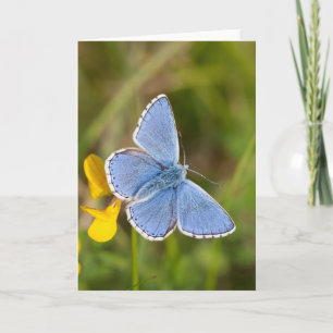 Cartão Beautiful Adonis Blue Butterfly Greeting Card