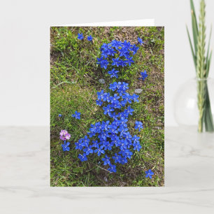 Cartão Beautiful Bavarian Gentian - Greeting Card