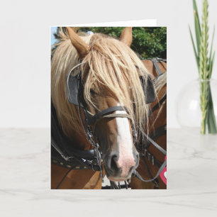 Cartão Beautiful Belgian