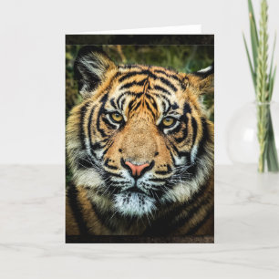 Cartão Beautiful Bengal Tiger Portrait - Card