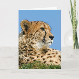 Cartão Beautiful Cheetah - Greeting Card