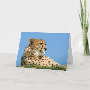 Cartão Beautiful Cheetah - Greeting Card.