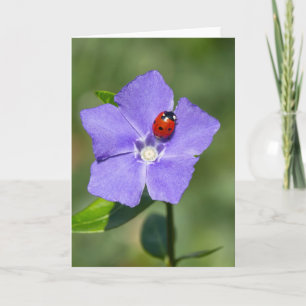 Cartão Beautiful Ladybug on Periwinkle Greeting Card
