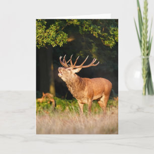 Cartão Beautiful Red Deer Stag Greeting Card