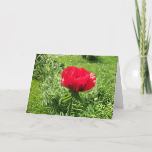 Cartão Beautiful Red Poppy