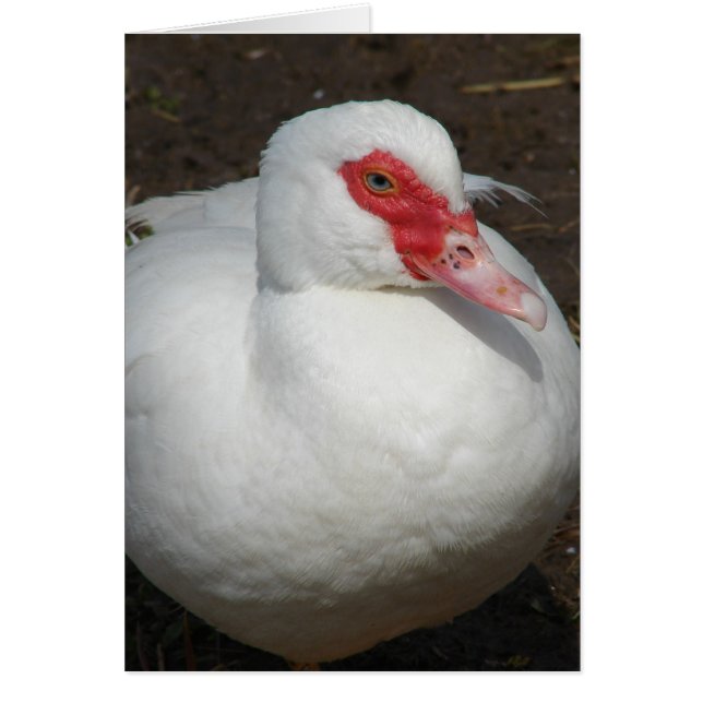 Cartão Beauty the Muscovy Hen (Frente)