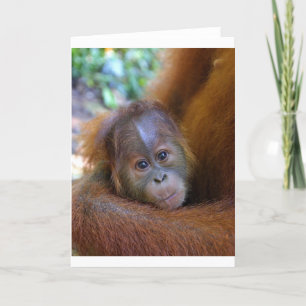 Cartão Bebê bonito Orangutan