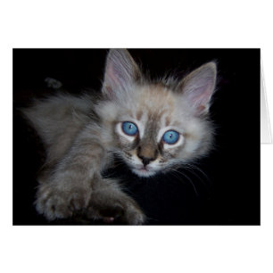 Cartão Bebé de olhos azuis