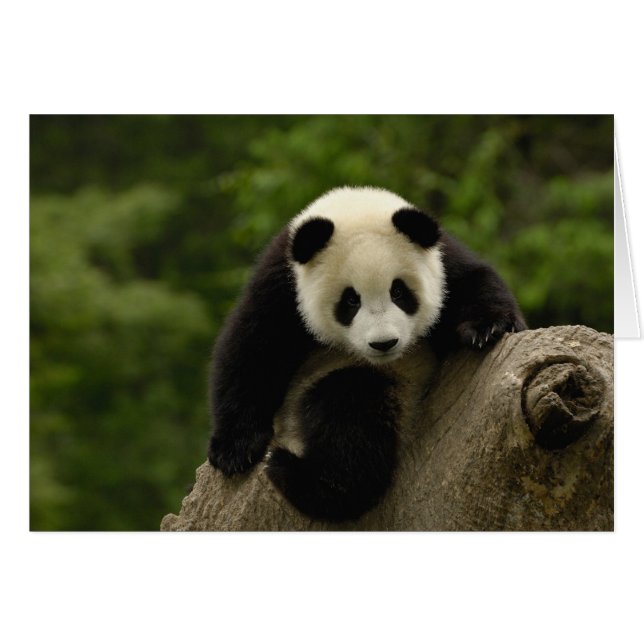 Cartão bebê de panda gigante (Frente Horizontal)