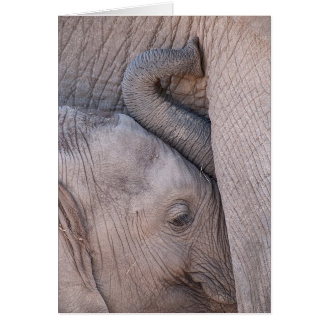 Cartão Bebê Elefante Abraços (Frente)