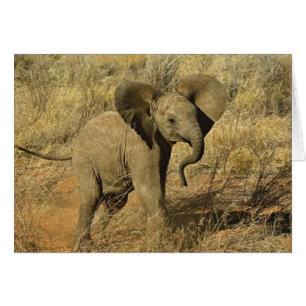 Cartão Bebê Elefante Africano, Loxodonta Africana,