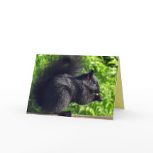 Bebê Esquilo Preto Fofo Comendo Sementes na Nature