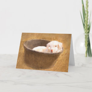 Cartão Bebê Goat Em Um Aniversário De Balde