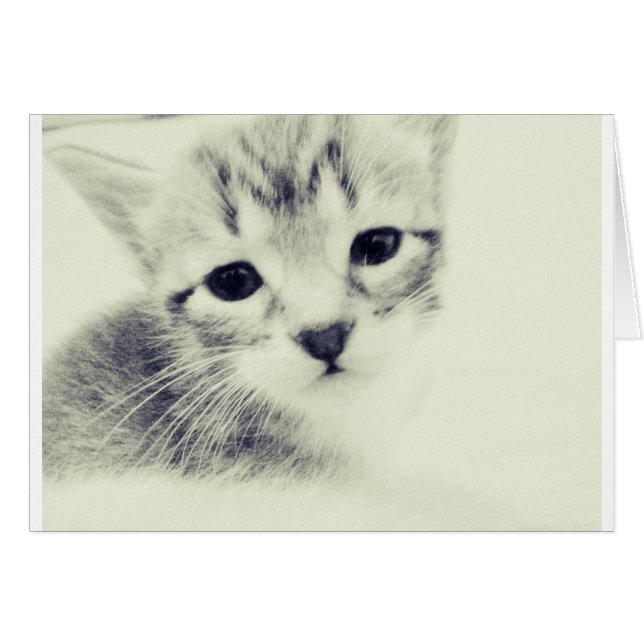 Cartão Bebê Kittens (Frente Horizontal)