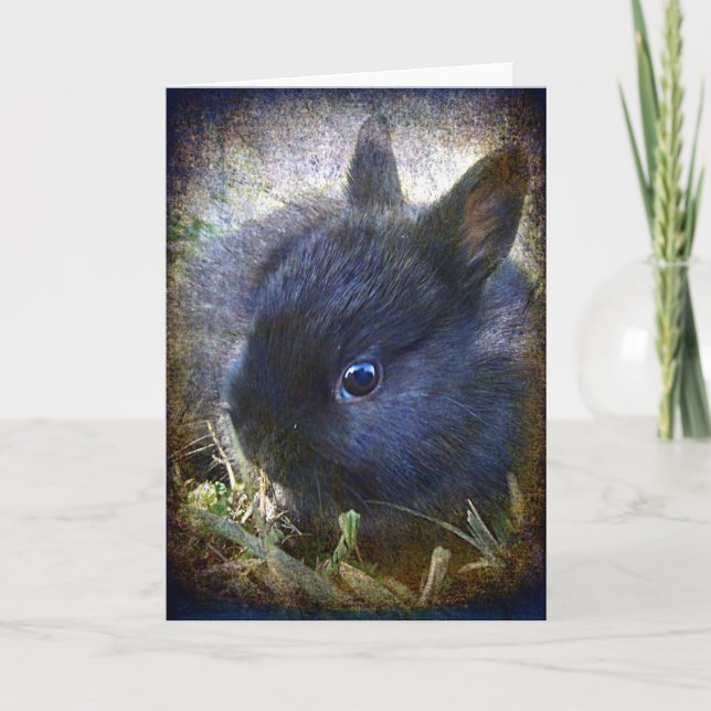 Cartão Bebê Lionhead Bunny Todas as Ocasiões (Frente)