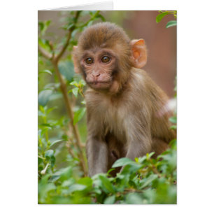 Cartão Bebê Macaco Rhesus, Templo do Macaco, Jaipur