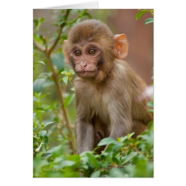 Cartão Bebê Macaco Rhesus, Templo do Macaco, Jaipur (Frente)