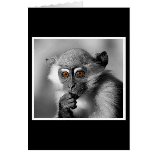 Cartão Bebê Mangabey Mackey (Frente)