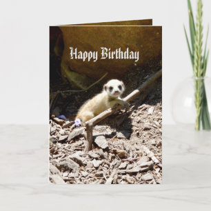 Cartão Bebê Meerkat de Insy Winsy, aniversário